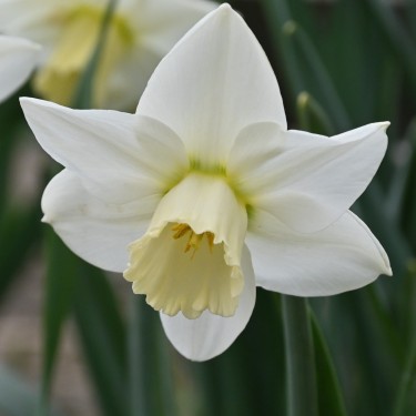 Narcissus 'White Plume'