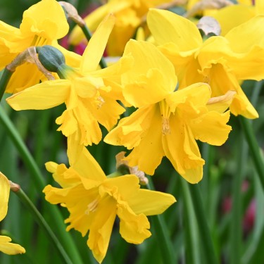 Narcissus 'Winter Starlet'