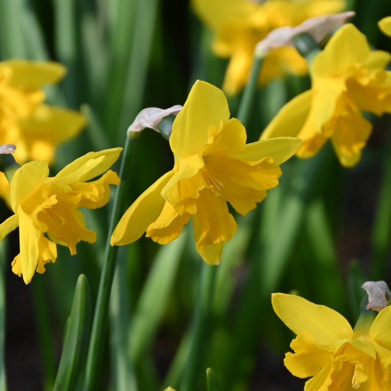 Narcissus 'Winter Starlet'