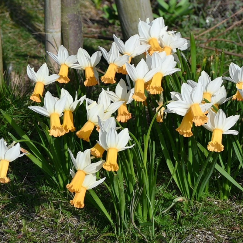 Narcissus 'Winter Waltz'