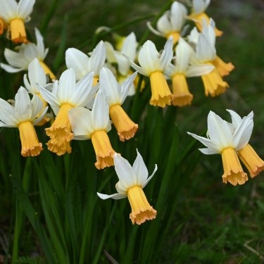 Narcissus 'Winter Waltz'