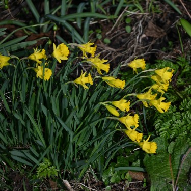Narcissus asturiensis 'Piccolini'