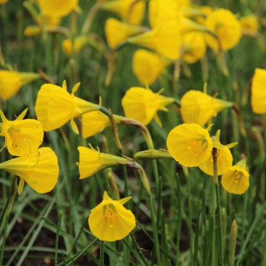 Narcissus bulbocodium 'Oxford Gold'