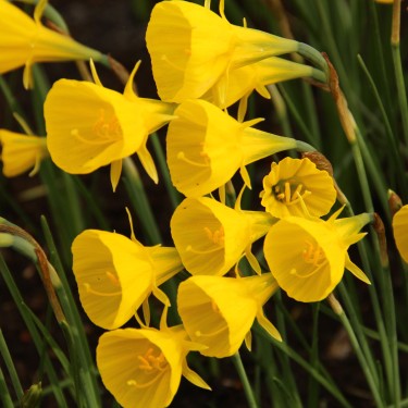 Narcissus bulbocodium 'Oxford Gold'