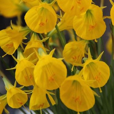 Narcissus bulbocodium 'Oxford Gold'