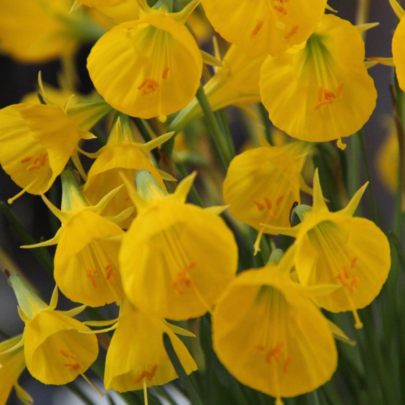 Narcissus bulbocodium 'Oxford Gold'