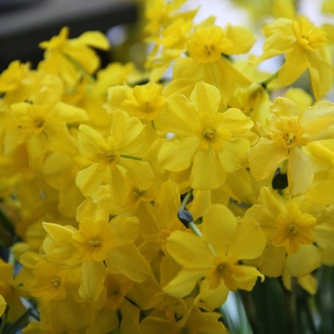 Narcissus cordubensis