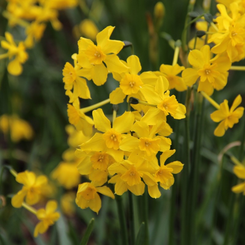 Narcissus cordubensis
