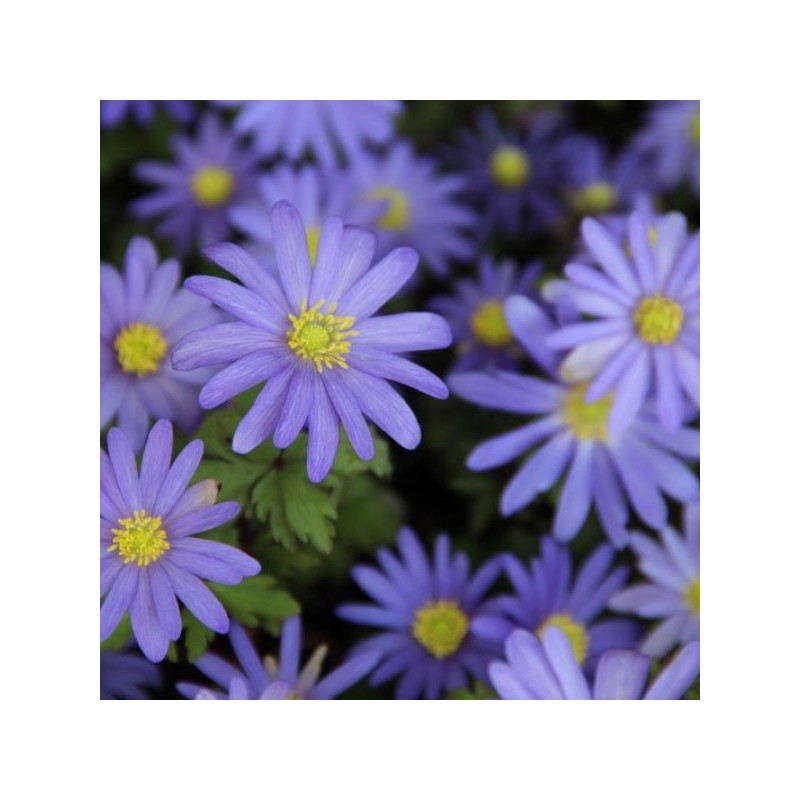 Anemone blanda 'Blue Shades'