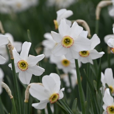 Narcissus poeticus var. recurvus