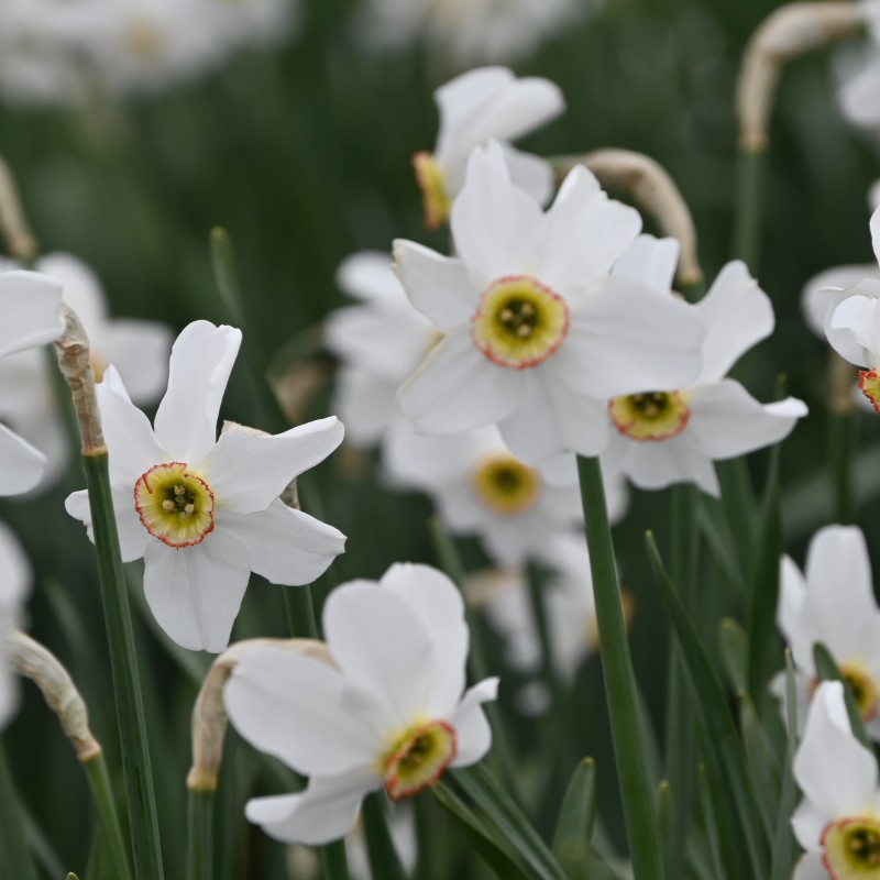 Narcissus poeticus var. recurvus