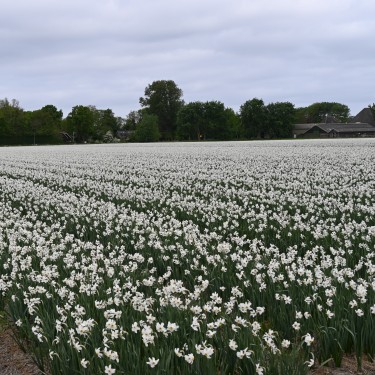 Narcissus poeticus var. recurvus