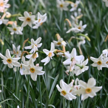 Narcissus poeticus var. recurvus