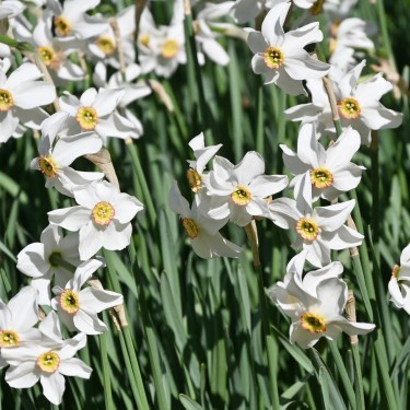 Narcissus poeticus var. recurvus