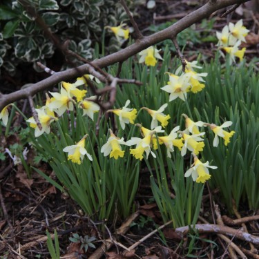 Narcissus pseudonarcissus subsp. lobularis