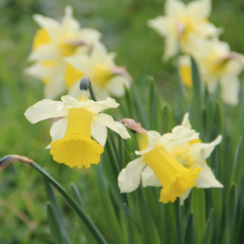Narcissus pseudonarcissus subsp. lobularis