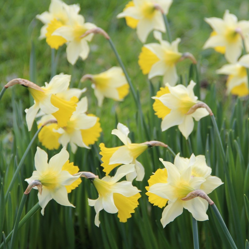Narcissus pseudonarcissus subsp. lobularis