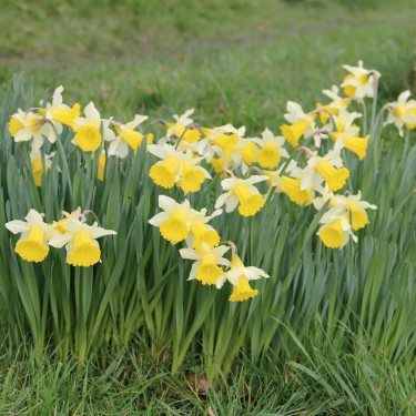 Narcissus pseudonarcissus subsp. lobularis
