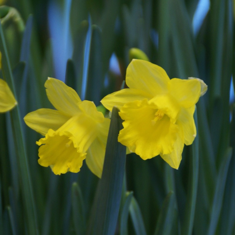 Narcissus pseudonarcissus subsp. obvallaris