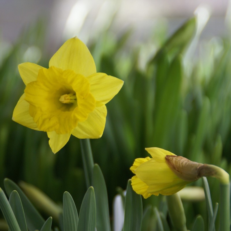 Narcissus pseudonarcissus subsp. obvallaris