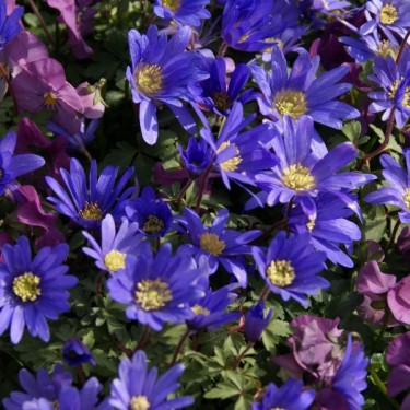 Anemone blanda 'Blue Shades'
