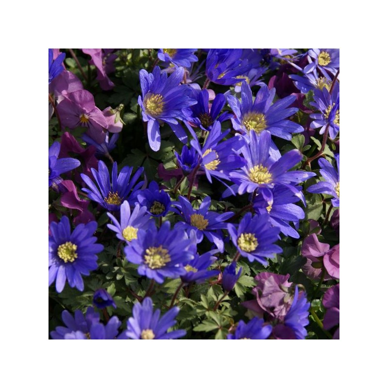 Anemone blanda 'Blue Shades'