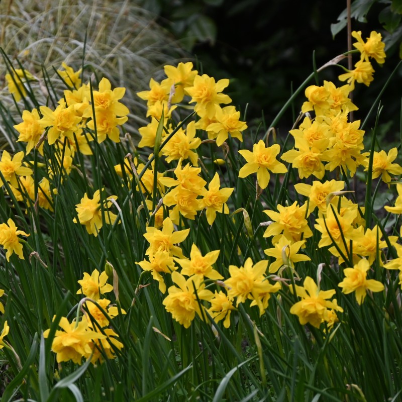 Narcissus x odorus 'Plenus'
