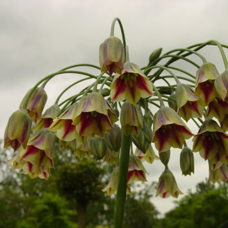 Allium siculum (Nectaroscordum)