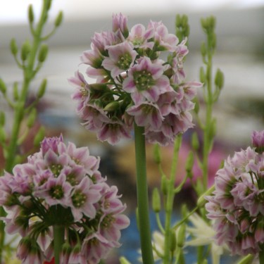 Allium tripedale (Nectaroscordum)
