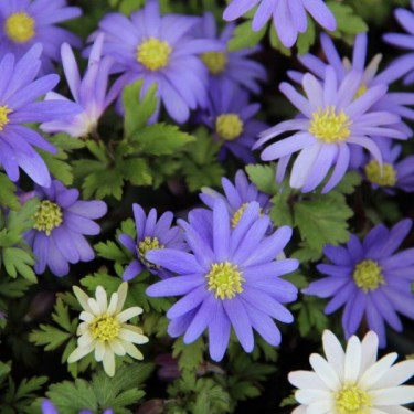 Anemone blanda 'Blue Shades'