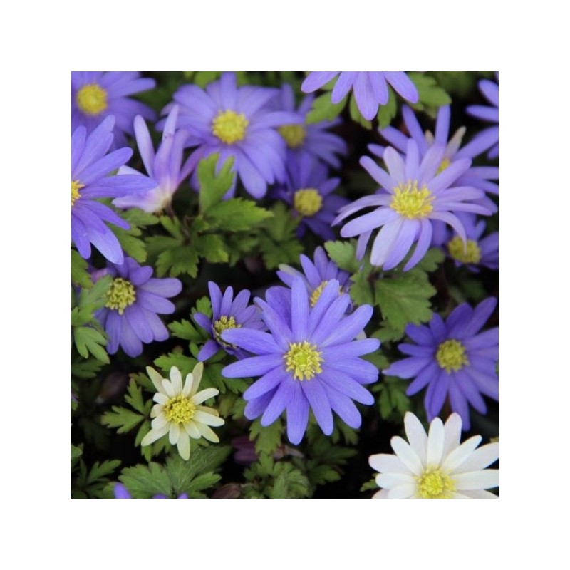 Anemone blanda 'Blue Shades'