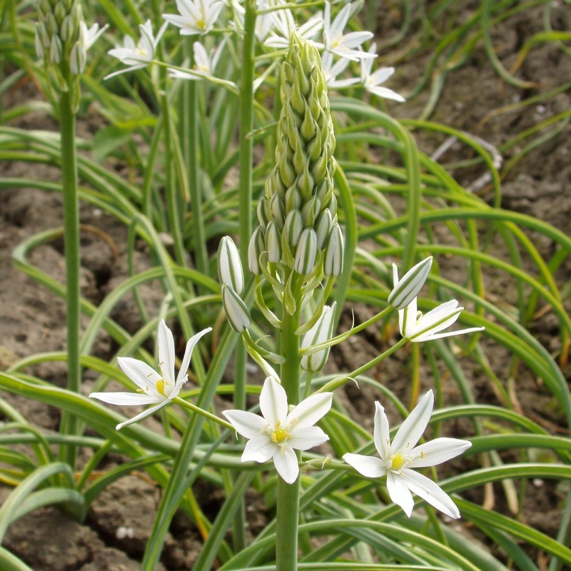 Ornithogalum ponticum 'Sochi'