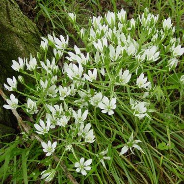 Ornithogalum umbellatum