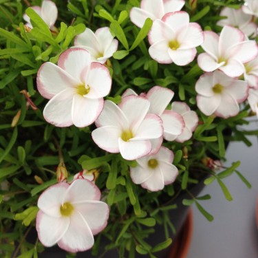 Oxalis versicolor