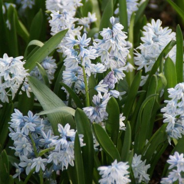 Puschkinia scilloides var. libanotica