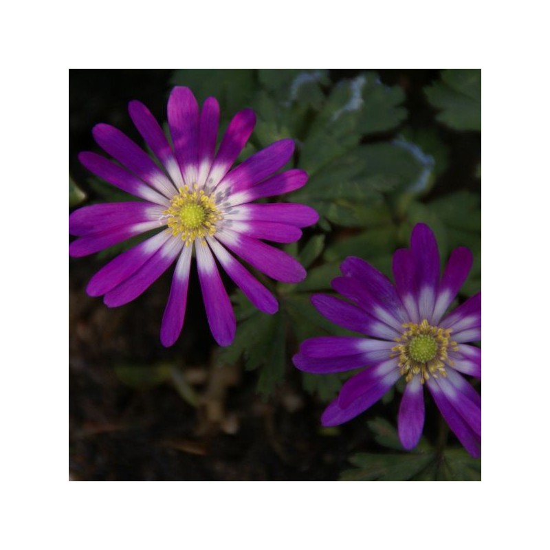 Anemone blanda 'Radar'