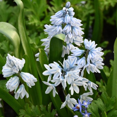 Puschkinia scilloides var. libanotica