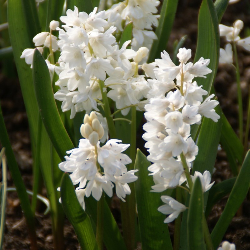 Puschkinia scilloides var. libanotica 'Alba'