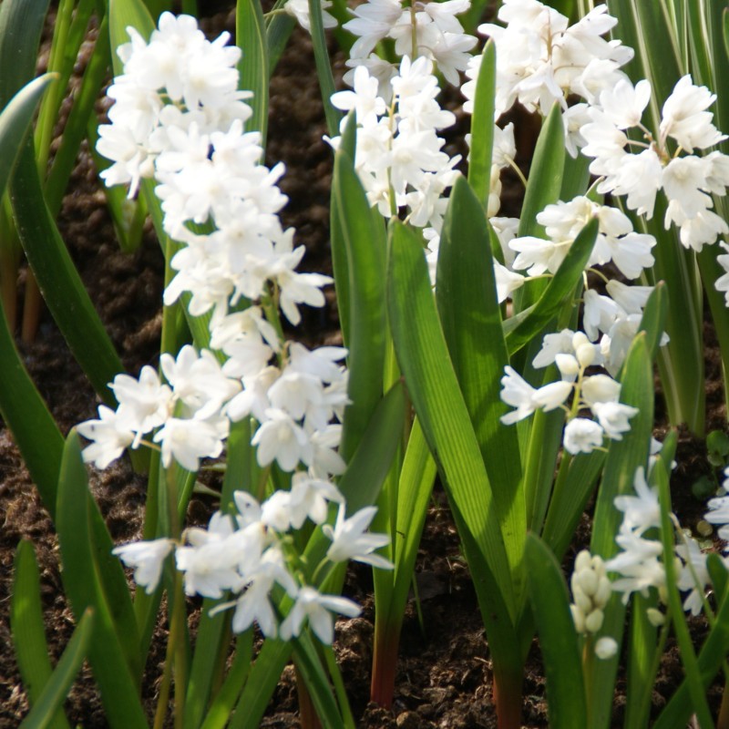 Puschkinia scilloides var. libanotica 'Alba'