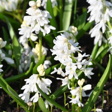 Puschkinia scilloides var. libanotica 'Alba'