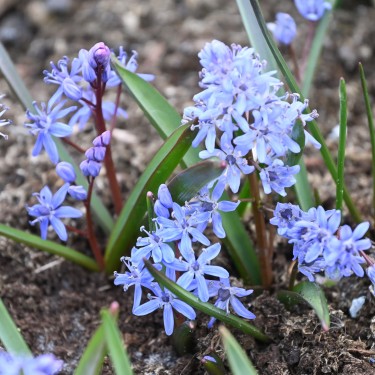 Scilla bifolia