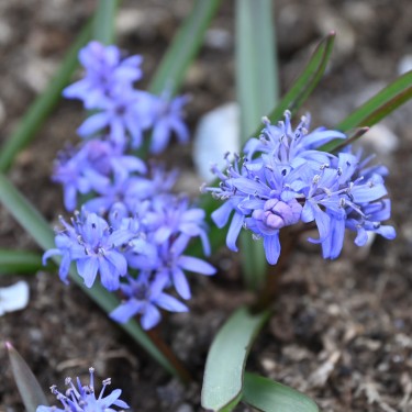 Scilla bifolia