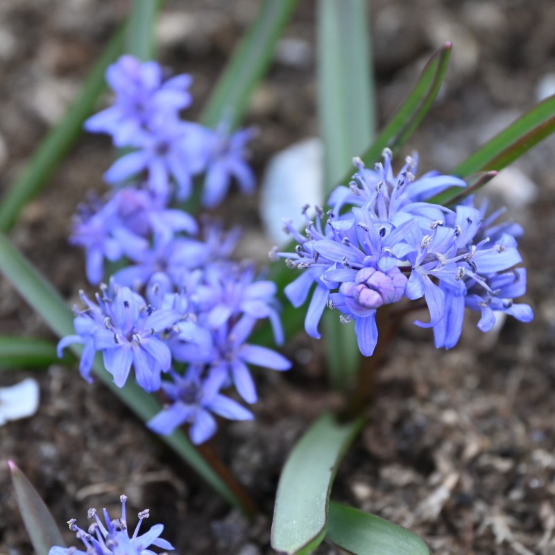 Scilla bifolia