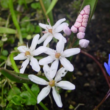 Scilla bifolia 'Rosea'