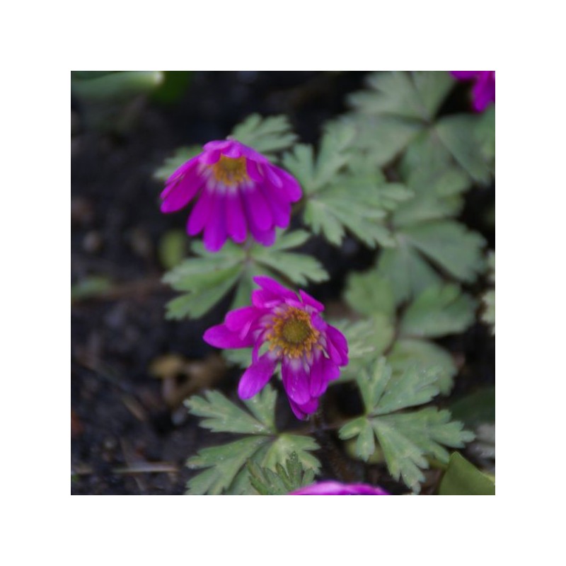 Anemone blanda 'Radar'