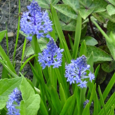Scilla litardierei