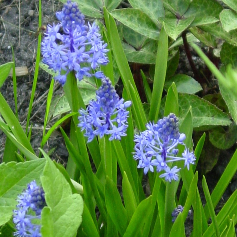 Scilla litardierei