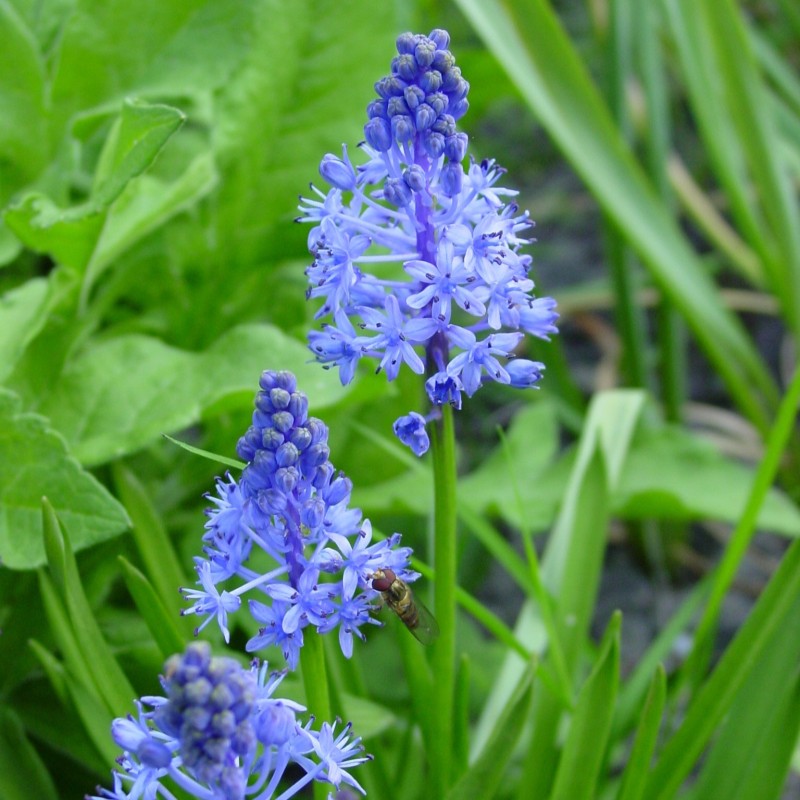 Scilla litardierei