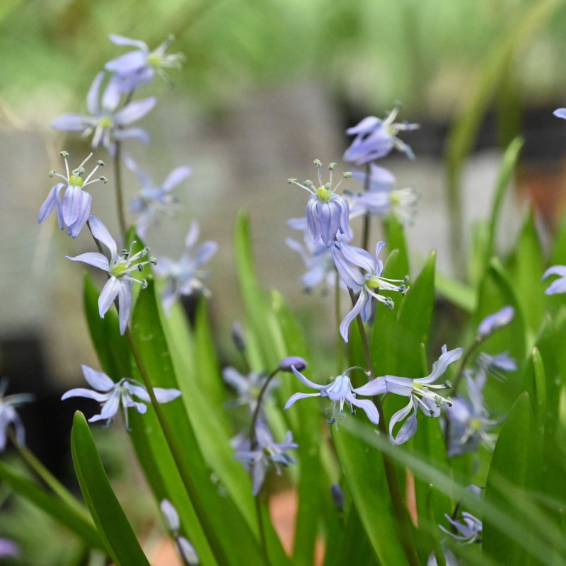 Scilla mesopotamica