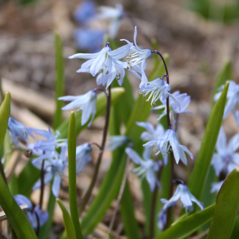 Scilla mesopotamica